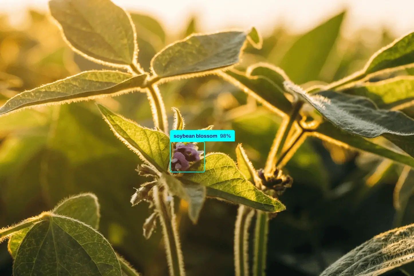 Видеоконтроль в сельском хозяйстве